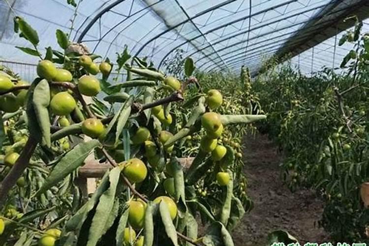 芸苔素使用技巧