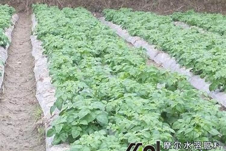 向日葵适合施什么肥