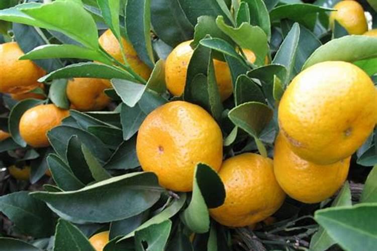 橘子树一夜之间叶子全掉光了是怎么回事？