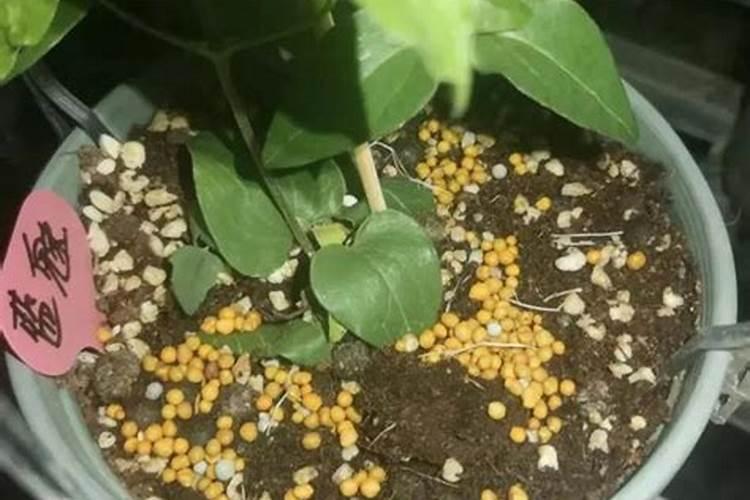 多浇水能增加土壤肥力吗为什么？