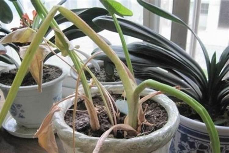 盆栽浇水太多如何补救(盆栽浇水过多怎么办？教你轻松补救,让植物重焕生...