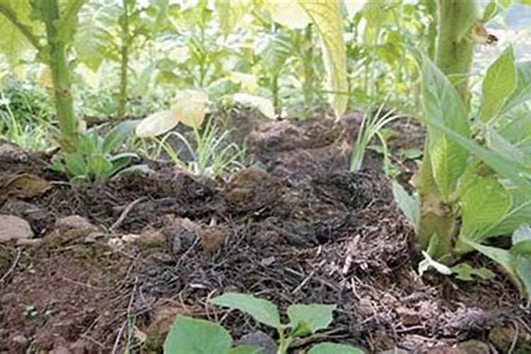 什么土壤缺硅？怎样用？施多少？