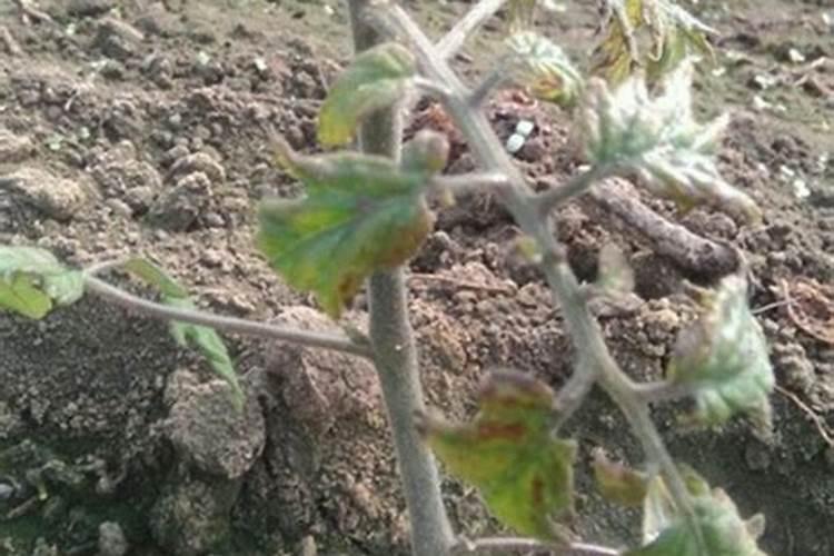 水溶肥怎么用效果好