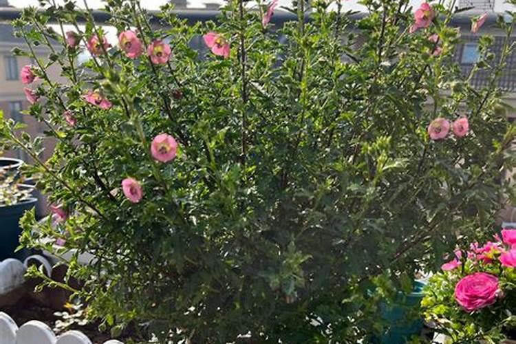 老师:大棚黄瓜在什么时候施肥喷药？