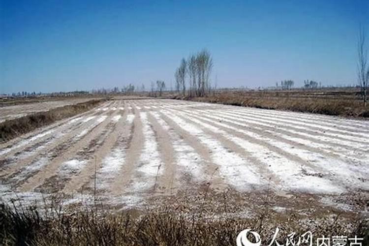 适合盐碱地改良的磷肥