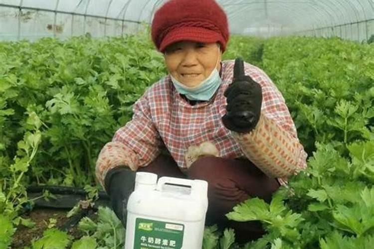 蔬菜用什么肥料好啊？