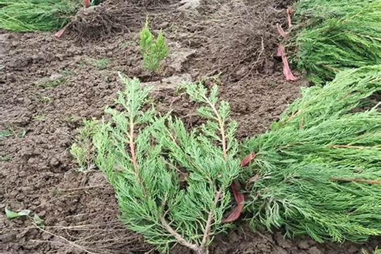 ...小龙柏树苗,可以用除草剂除草吗？如果可以能用什么除草剂呢？急用谢谢...
