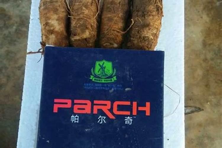 白术的种植技术与株距和行距