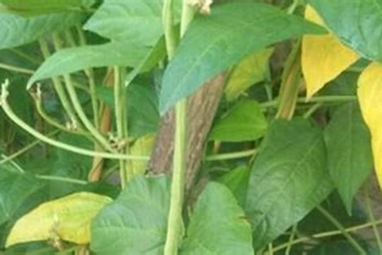 一斤春笋大概多少钱 冬笋市场价多少钱一斤