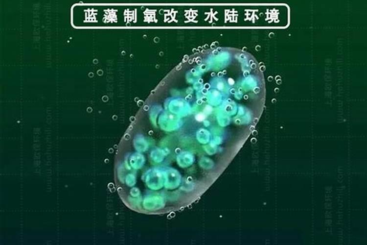 氯化铵能不能治蓝藻呢