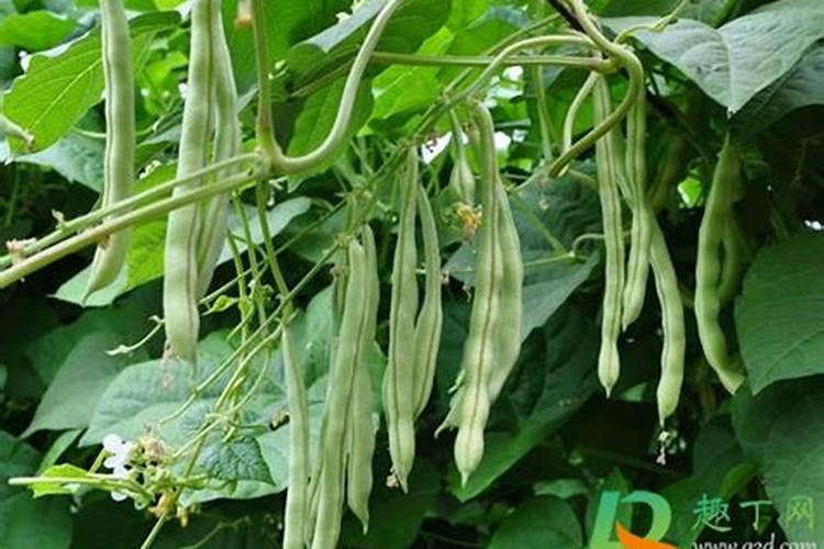 豆角哪时候施肥比较好 豆角什么时候施肥