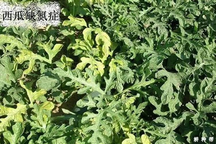 种西瓜用什么肥料最好