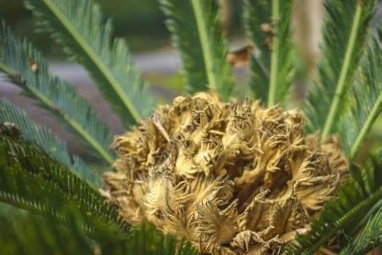 碳氨和尿素能不能同施