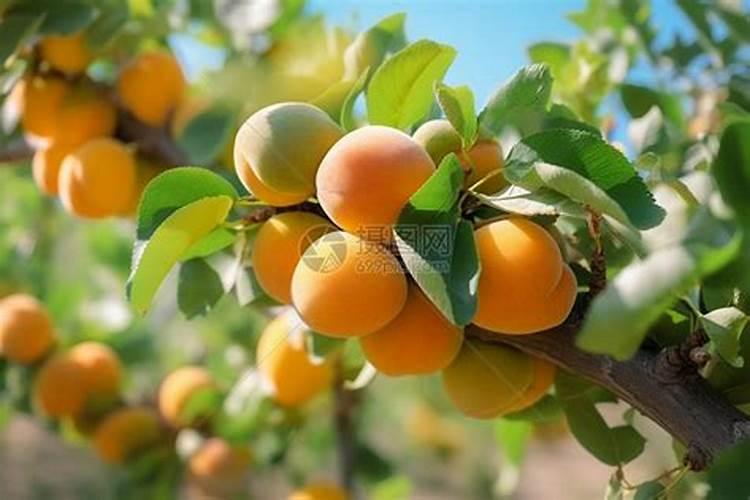 在杏子成熟的时候,为什么杏子那么容易脱落？