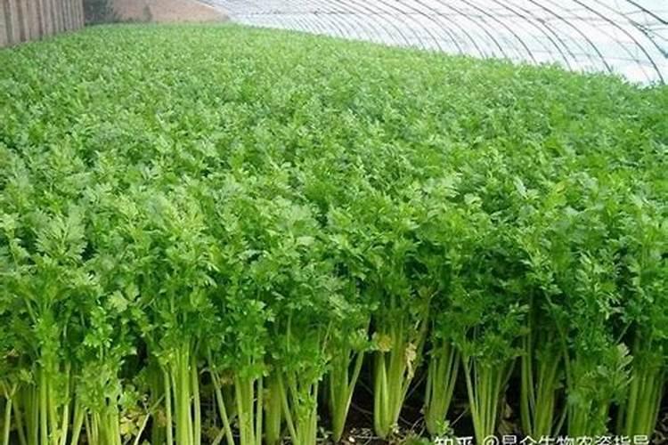 住商肥料玉米上一亩施多少斤