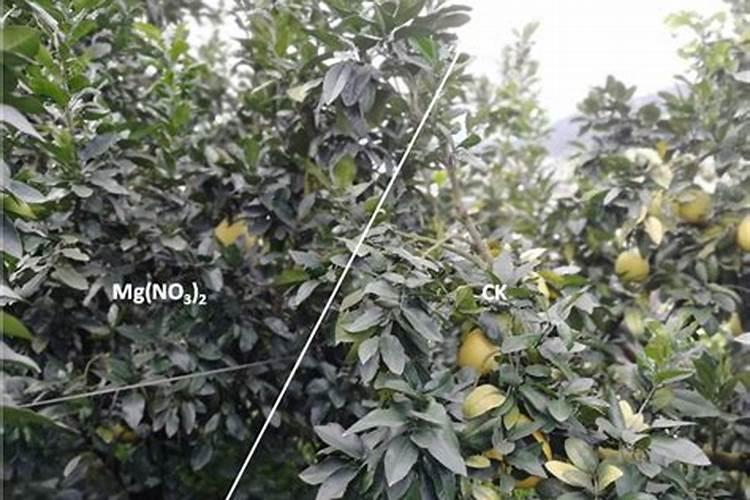 甲霜恶霉灵使用方法