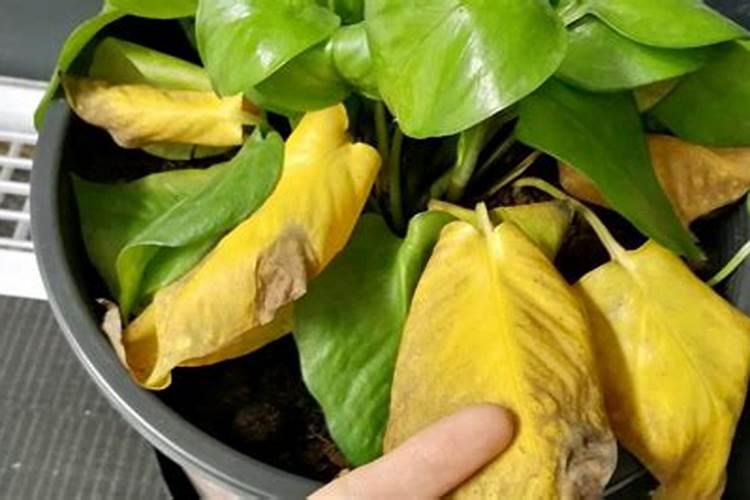 小明发现菜地里许多植物出现了倒伏现象,并叶色发黄、植株矮小.请你在下...