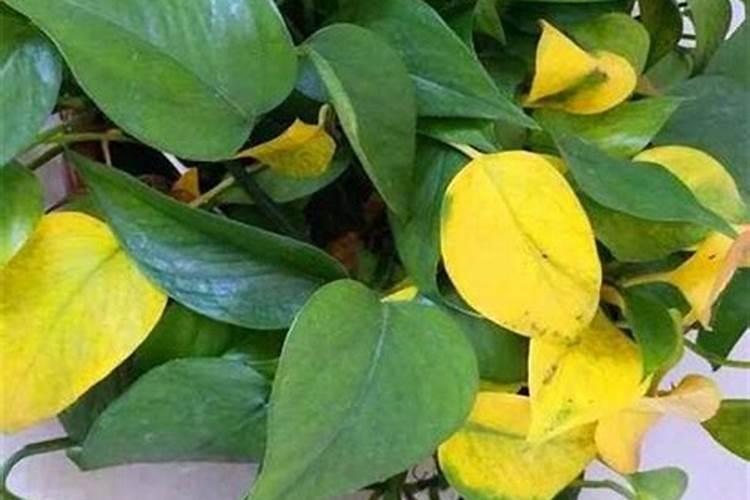 ...并伴有叶色发黄、植株矮小的现象,急需施肥.请你帮他从下列化肥百度...