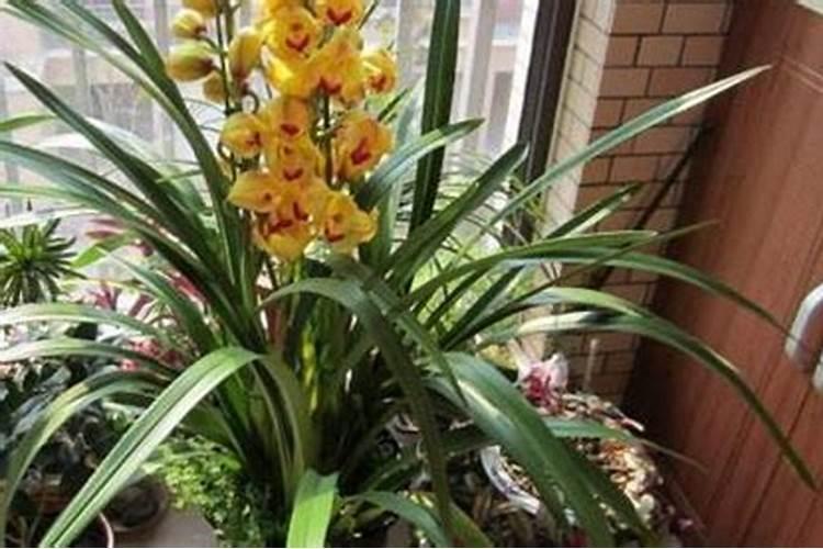 如何让果树迅速生根