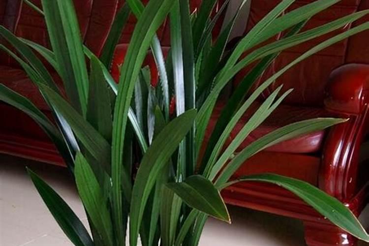 甲霜恶霉灵3%灌根兑水比例