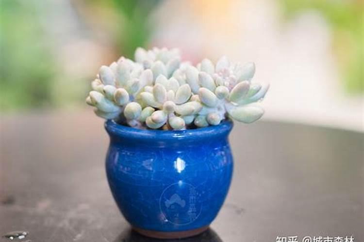 种香瓜用什么肥料最好