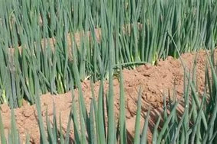 大白菜追肥用什么肥料好