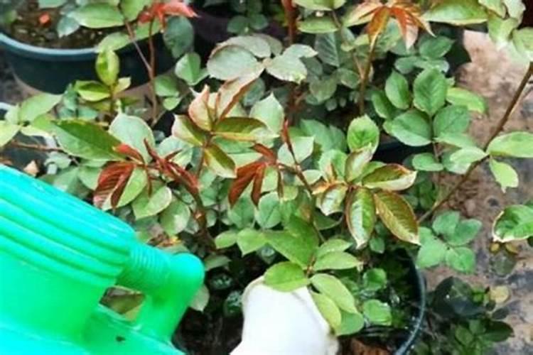 杜鹃花施肥的方法