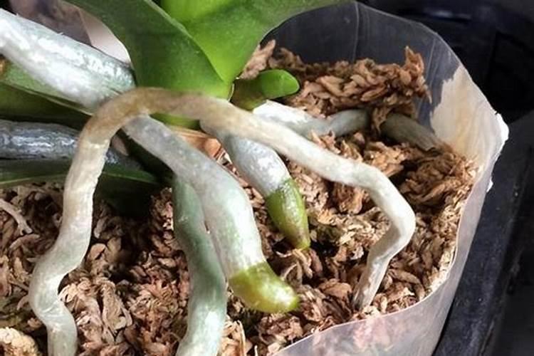 如何给盆栽葡萄施肥？具体流程有什么