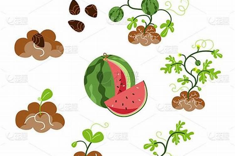 磷酸二氢钾可以直接灌根西瓜苗吗