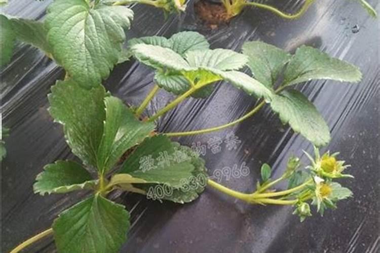 草莓叶子边缘发黄干枯是怎么回事