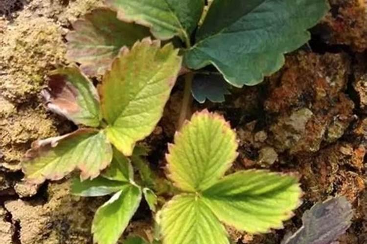 草莓喷什么叶面肥结果多？草莓座果根茎块膨大剂？
