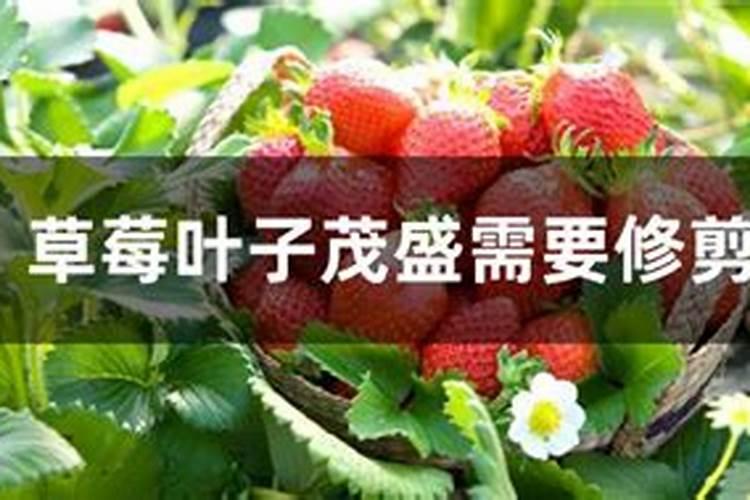 草莓光长叶子不开花怎么办