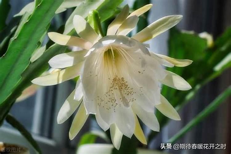 水稻分蘖肥需要用钾肥吗 怎么施肥效果好