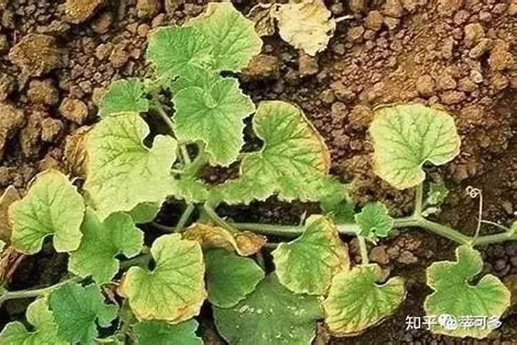 含腐植酸水溶肥料有什么功能和普通水溶肥有区别吗？