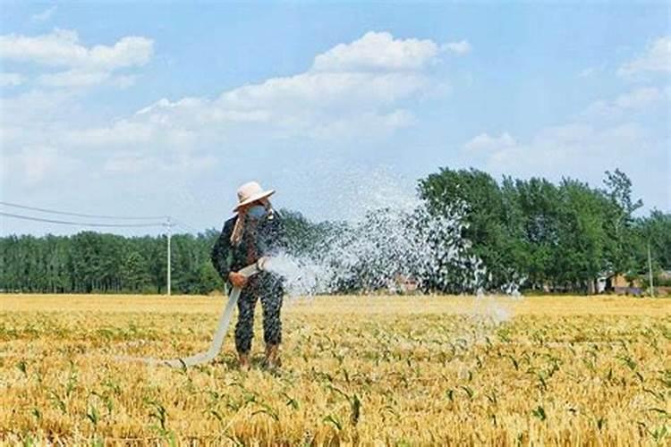 种植小麦提前几天撒上肥料在耕地可以吗？