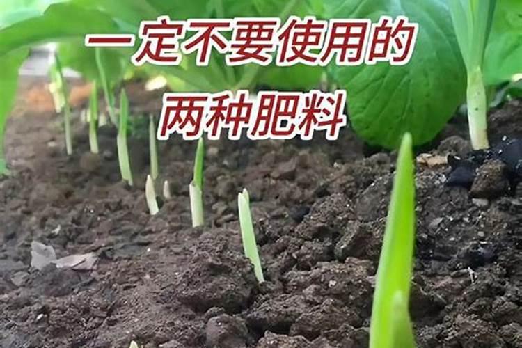 种白菜最好的化肥
