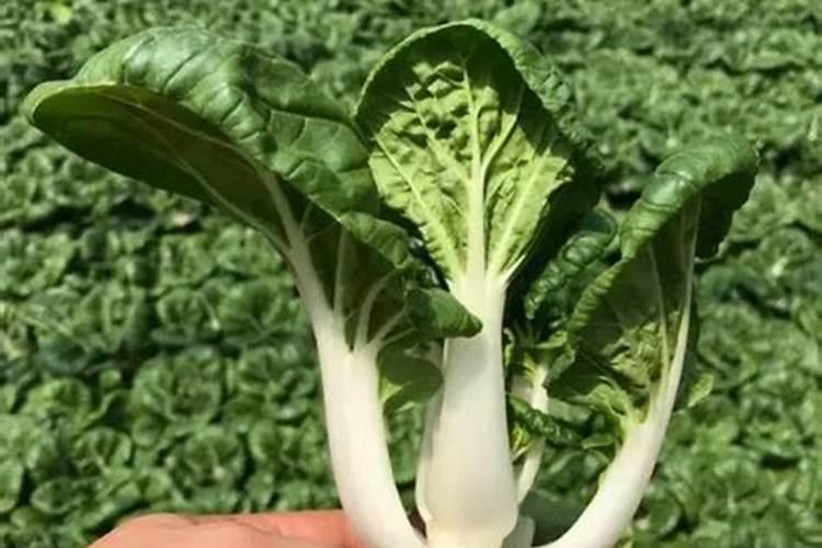 大白菜最适合用什么肥做追肥