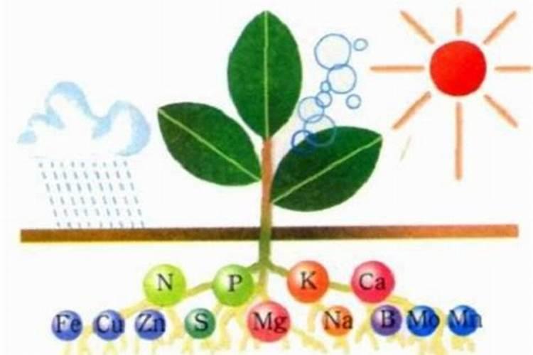 钾肥的正确使用方法 合理施用钾肥需要注意什么