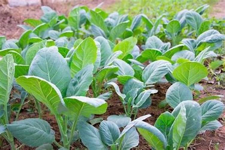 意瑞坦水溶肥效果