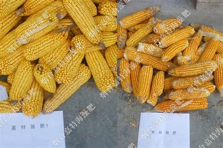 海藻液肥能在玉米上使用吗？