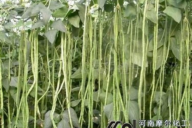 清除青苔最有效的方法