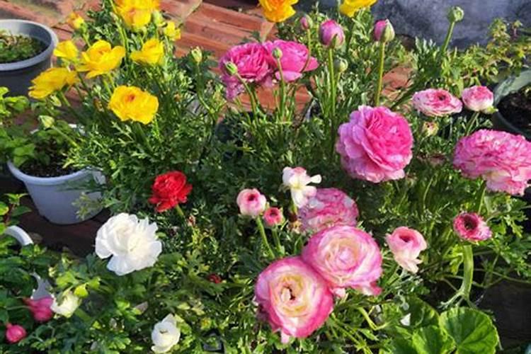 地豆王的种植方法是什么？