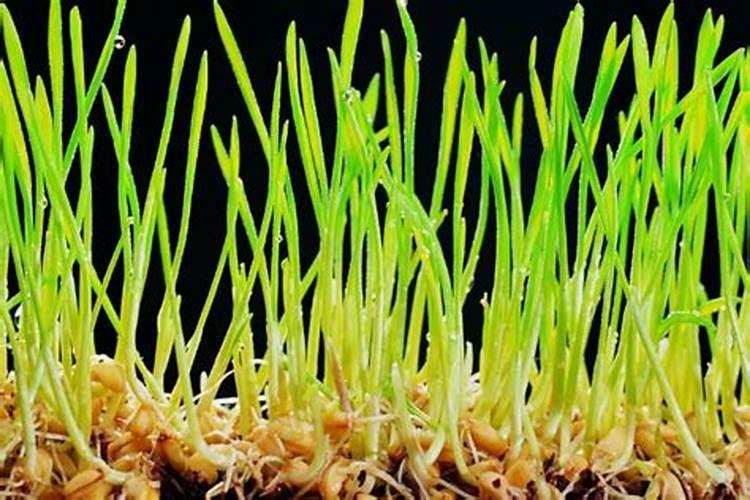 草坪种刚发芽可以施什么肥吗