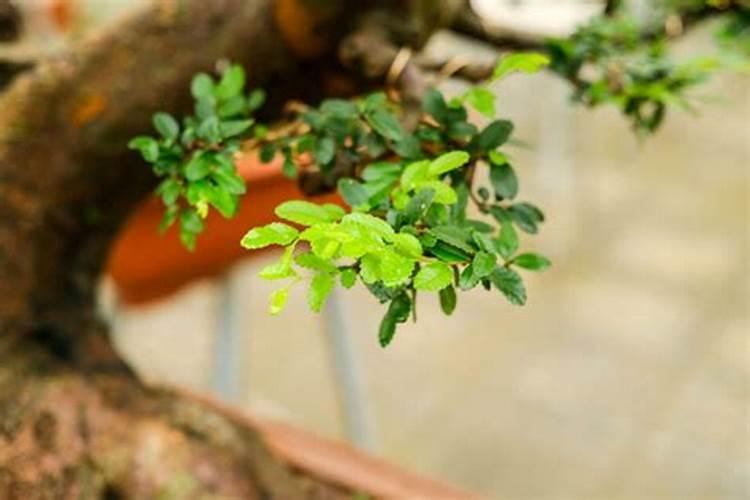 小叶榆树盆景怎么养