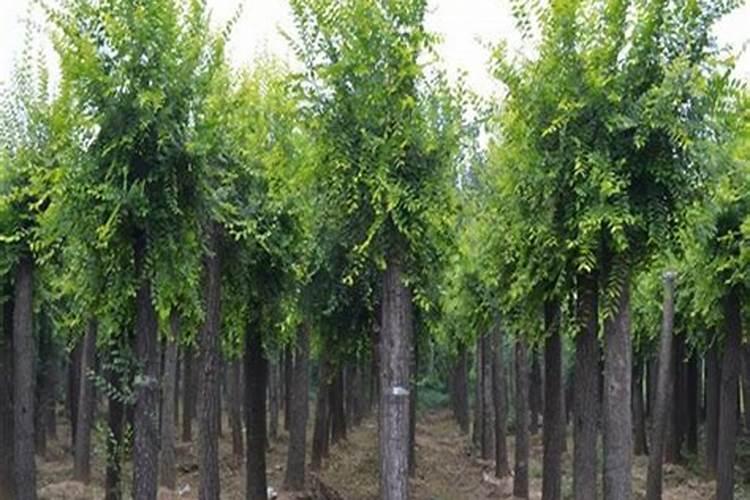 榆树施什么肥最旺