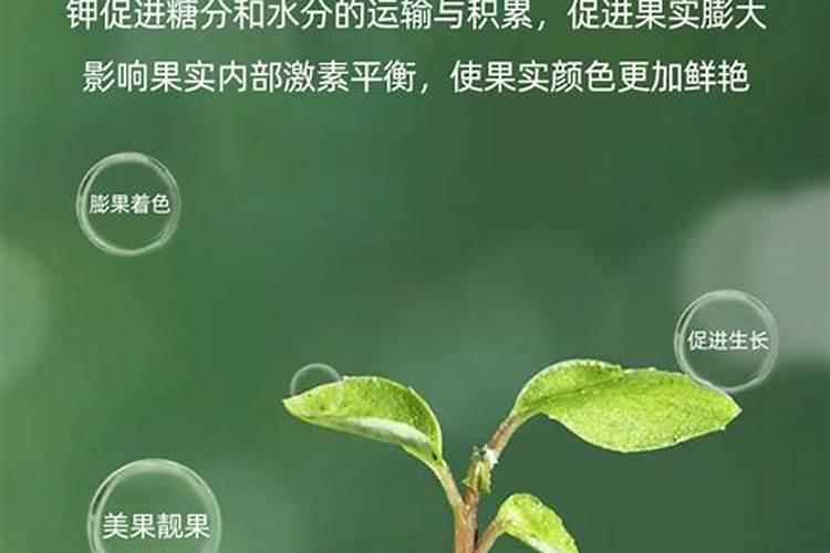 高温天气下果树如何补水果树夏季要不要天天浇水