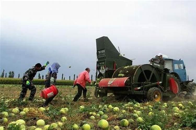大蒜打什么药才粗壮