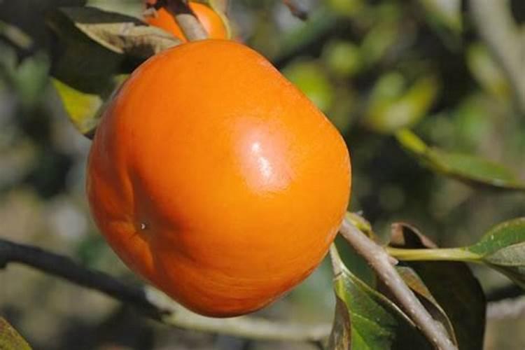 柿子红火喜庆寓意好很多人喜欢种,种植的时候挂不住果怎么办？