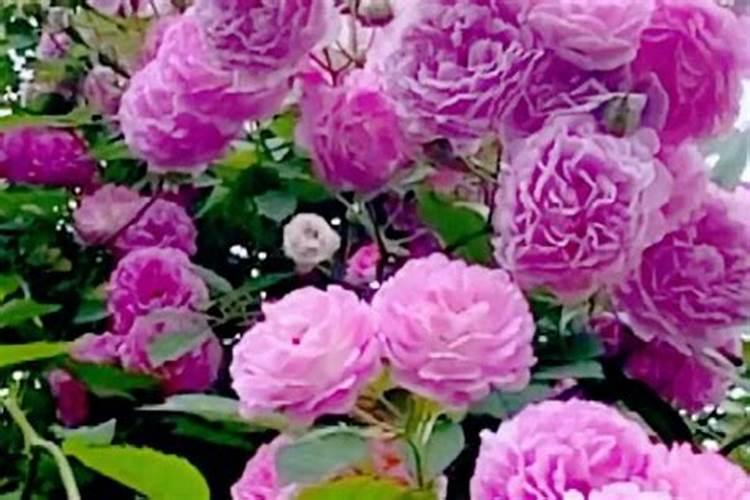 春天柑橘小树一次施多少尿素好