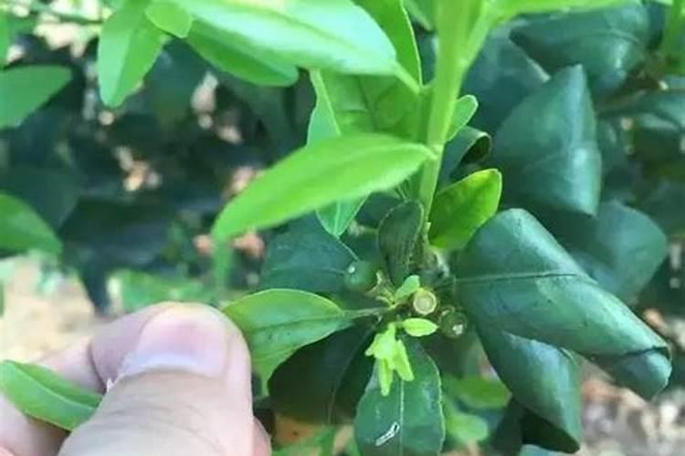 小香葱施什么肥料长得粗壮